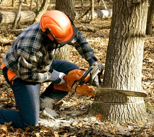 Tree Removal in Siler, KY